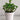 Durie Artificial Succulent Plant In Pot