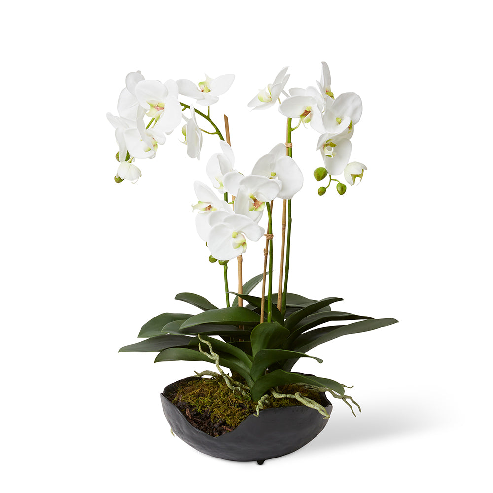 Linford Phalaenopsis - Odina Bowl