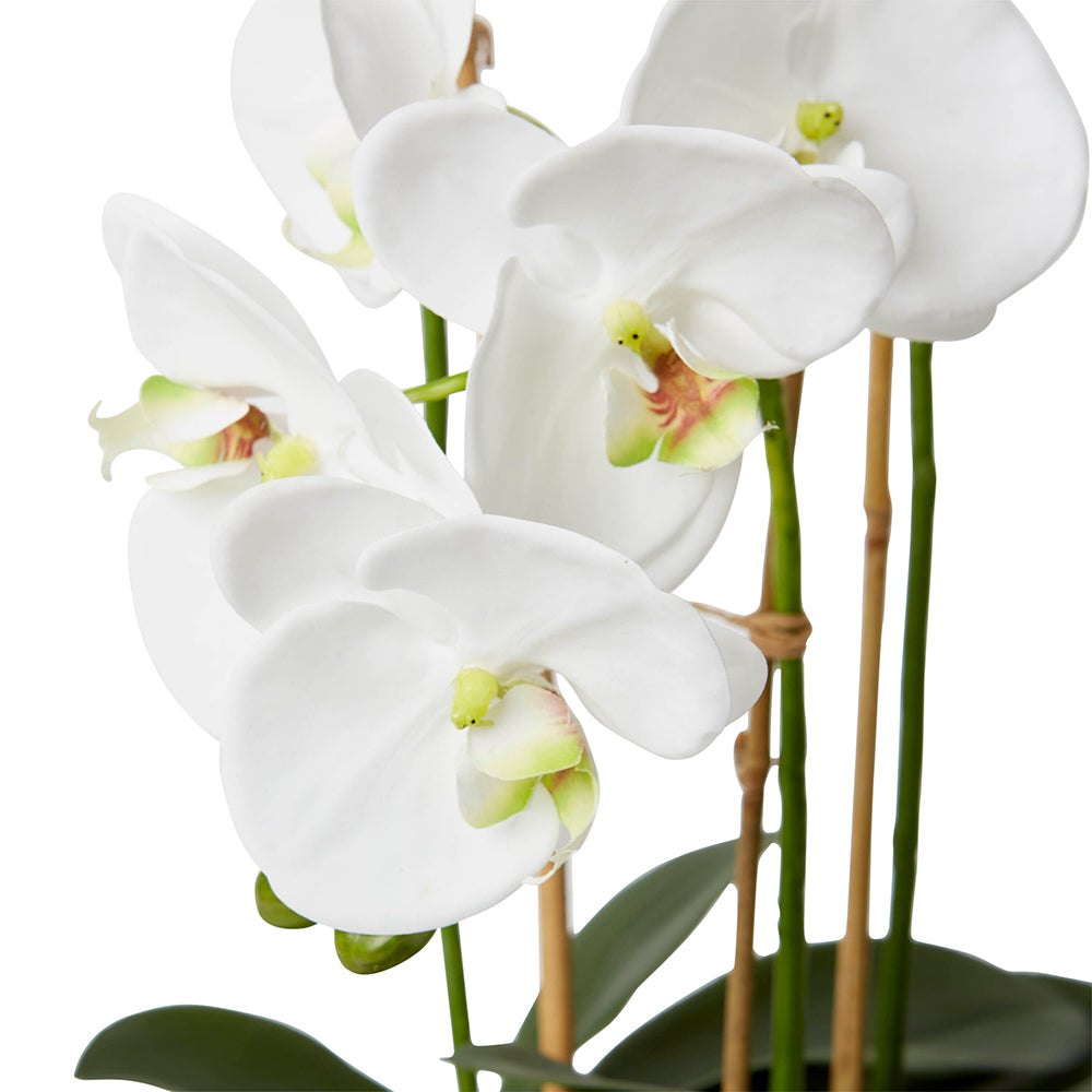 Linford Phalaenopsis - Odina Bowl