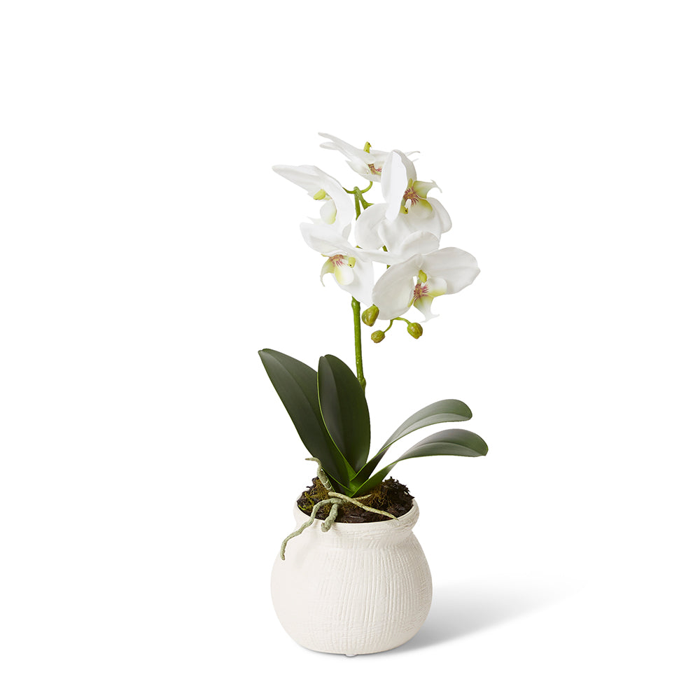 Phalaenopsis Grand Wanda Vase - Small